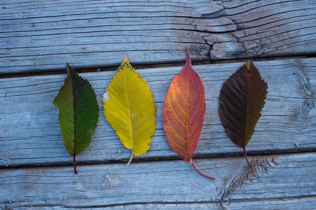 four-leaves-on-wooden-board-691067 Four varied autumn leaves arranged on weathered wooden planks showcasing seasonal change.